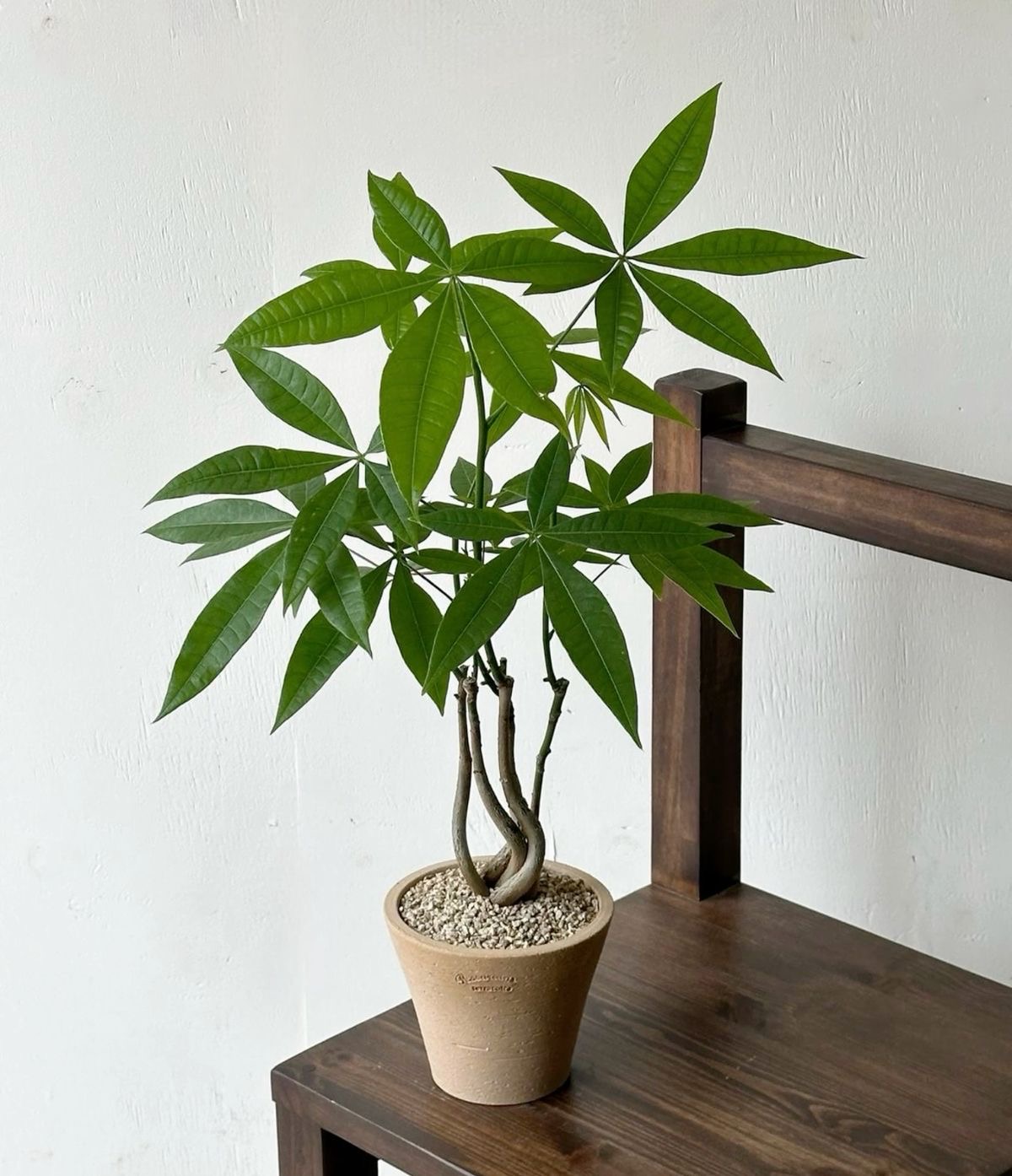 パキラ（金運・仕事運）