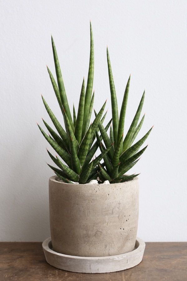 サンスベリア（邪気払い・空気浄化）