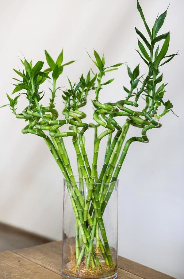 ミリオンバンブー（金運・成長運）